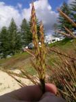 : - Ischaemum triticeum