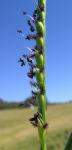 Pfannengras-Paspalum distichum