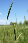 : - Phalaris angusta