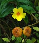 Goldtrompete - Allamanda cathartica