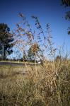 : - Themeda quadrivalvis