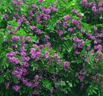 : - Andira inermis