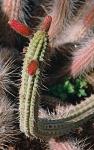 : - Cleistocactus baumannii