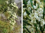 : - Colletia hystrix