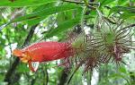 : - Columnea sanguinolenta