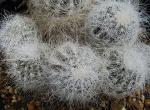 : - Copiapoa krainziana