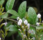 : - Duranta mutisii
