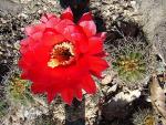 : - Echinopsis huascha