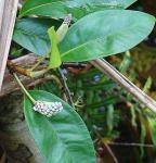 : - Anthurium obtusum