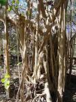 :-Ficus cotinifolia