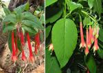 : - Fuchsia fulgens