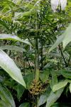 : - Areca kinabaluensis