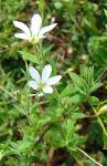 : - Arenaria lanuginosa