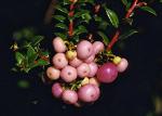 : - Gaultheria mucronata