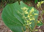 : - Heliocarpus americanus