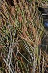 : - Allocasuarina paludosa