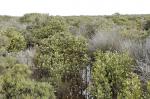 : - Avicennia marina subsp. australasica