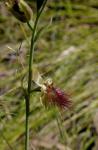: - Calochilus paludosus