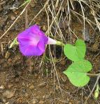 : - Ipomoea orizabensis