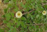 : - Kallstroemia rosei