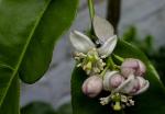 Kaffernlimette - Citrus hystrix