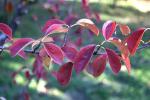 Chinesische Quitte - Pseudocydonia sinensis