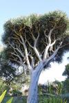 Kanarischer Drachenbaum - Dracaena draco