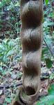 : - Schnella guianensis