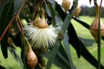 : - Eucalyptus longifolia