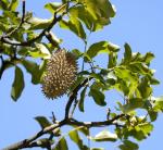 : - Flindersia australis