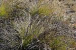 : - Gahnia filifolia