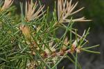 : - Hakea gibbosa