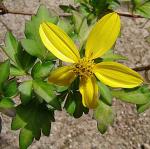 : - Bidens ostruthioides
