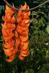 : - Mucuna bennettii