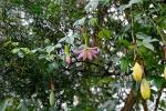 Curuba - Passiflora tarminiana