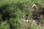 Simsenähnlicher Schachtelhalm - Equisetum scirpoides