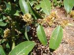 : - Litsea glaucescens