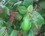 : - Miconia argentea