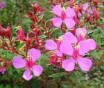 : - Monochaetum vulcanicum