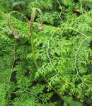 : - Odontosoria gymnogrammoides
