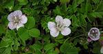 : - Phacelia platycarpa