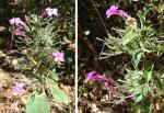 : - Ruellia inundata