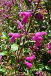 : - Salvia chiapensis
