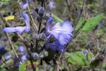 : - Salvia melissodora