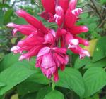 : - Salvia wagneriana