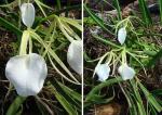 : - Brassavola nodosa