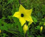 : - Schizocarpum parviflorum