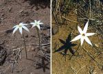 : - Tristagma patagonicum