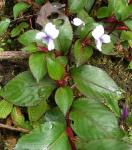 : - Viola scandens