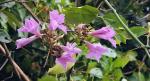 : - Xylophragma seemanniana